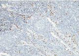 Anti-Human GZMB Antibody [B245]
