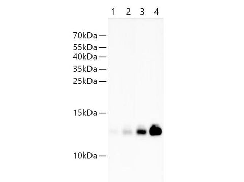 Western blotting of Streptavidin with anti-Streptavidin rabbit polyclonal antibody at dilution of 1:1000. Lane 1 : Recombinant Streptavidin protein at 6.25ng; Lane 2 : Recombinant Streptavidin protein at 12.5ng; Lane 3: Recombinant Streptavidin protein at 25ng; Lane 4: Recombinant Streptavidin protein at 50ng