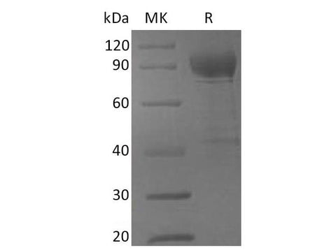 > 90 % as determined by reducing SDS-PAGE.