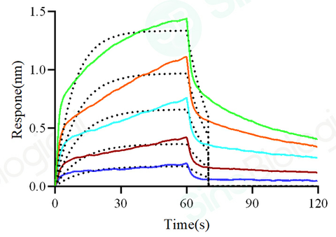Loaded Biotinylated Human FcγRIIB/C / CD32b/c protein (His & Avi Tag) (Cat. PKSH031724) on SA Biosensor, can bind Bevacizumab (IgG1) with an affinity constant of 1.2 μM as determined in a BLI assay (Sartorius Octet Red384).