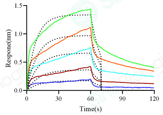 Loaded Biotinylated Human FcγRIIB/C / CD32b/c protein (His & Avi Tag) (Cat. PKSH031724) on SA Biosensor, can bind Bevacizumab (IgG1) with an affinity constant of 1.2 μM as determined in a BLI assay (Sartorius Octet Red384).