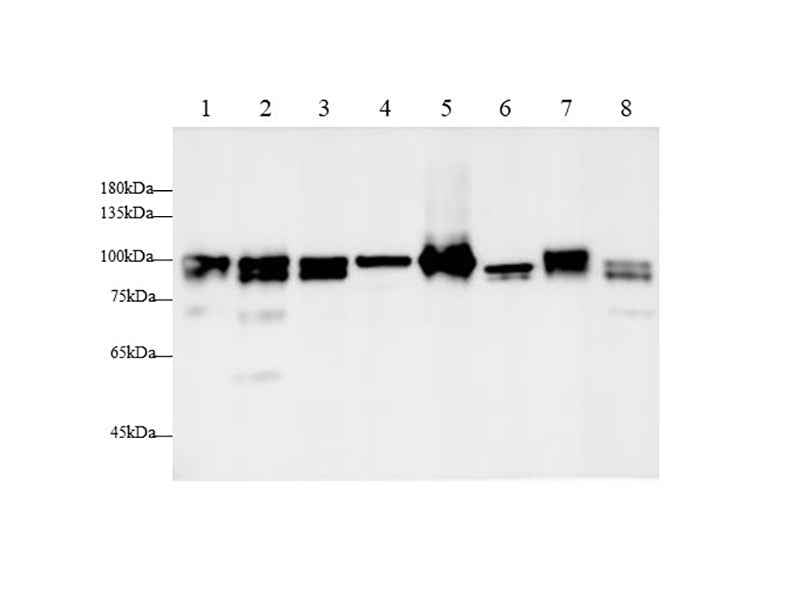 Anti-Human/Mouse/Rat CANX Antibody - ABMIUM