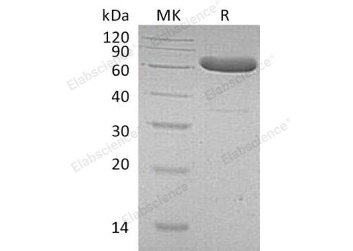 Recombinant Human EpCAM/TROP-1 Protein (Fc Tag) - ABMIUM