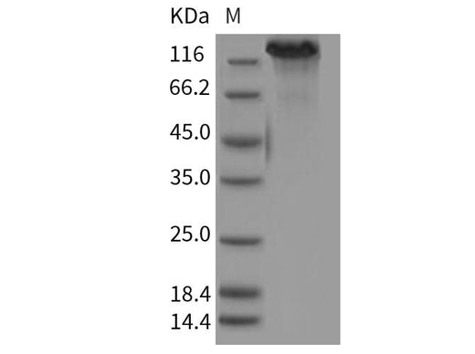 > 95 % as determined by reducing SDS-PAGE.