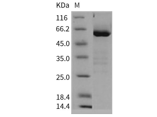 > 90 % as determined by reducing SDS-PAGE.