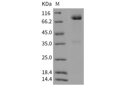 > 90 % as determined by reducing SDS-PAGE.