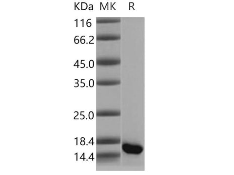 > 95 % as determined by reducing SDS-PAGE.