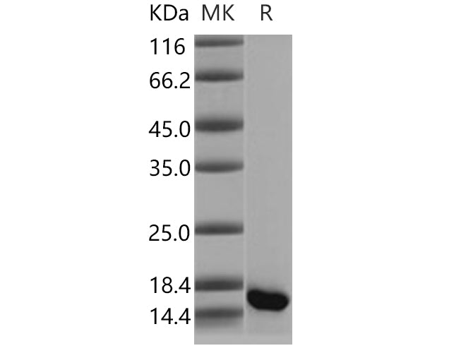 > 95 % as determined by reducing SDS-PAGE.
