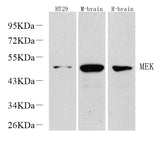 Western Blot analysis of various samples using MAP2K1 Polyclonal Antibody at dilution of 1:1000.