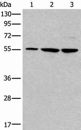 Anti-Human/Mouse TRIM27 Antibody