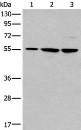 Western blot analysis of 293T and A172 cell lysates using TRIM27 Polyclonal Antibody at dilution of 1:600