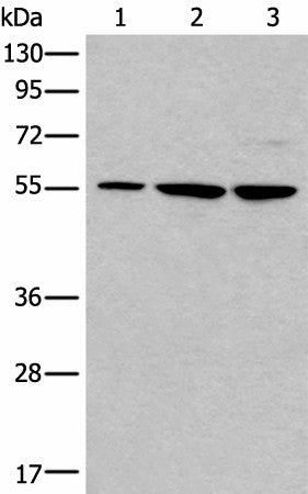 Western blot analysis of 293T and A172 cell lysates using TRIM27 Polyclonal Antibody at dilution of 1:600