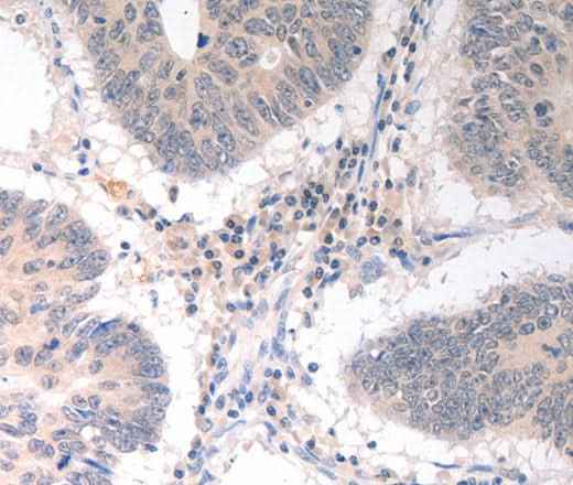 Anti-Human CD275 Antibody
