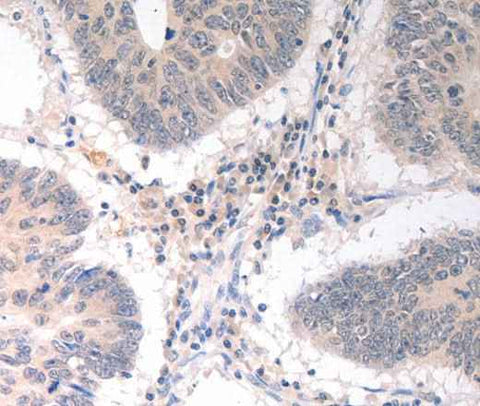 Anti-Human CD275 Antibody