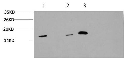 Western Blot analysis of 1) Hela, 2) 3T3, 3) Rat brain using MAP1LC3A Monoclonal Antibody at dilution of 1:1000.