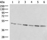 Western blot analysis of 293T K562 and HepG2 cell lysates using RHAG Polyclonal Antibody at dilution of 1:1600