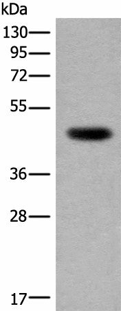 Western blot analysis of Human heart tissue lysate using CDKL4 Polyclonal Antibody at dilution of 1:350