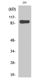 Western Blot analysis of 293 cells using Stat1 Polyclonal Antibody at dilution of 1:2000.
