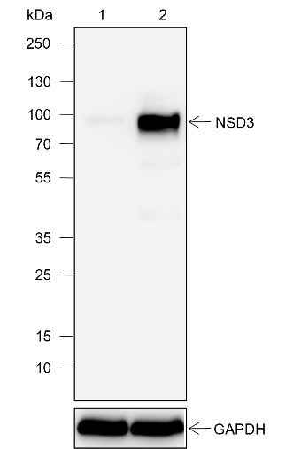 Anti-Human NSD3 Antibody [A746] - ABMIUM