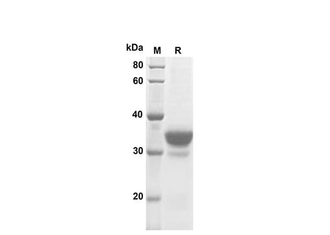 SDS-PAGE analysis of Mouse IL-3 proteins, 2 μg/lane of Recombinant Mouse IL-3 proteins was resolved with SDS-PAGE under reducing conditions, showing bands at 35 kDa.