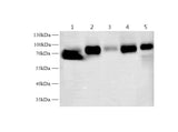 Anti-Human/Mouse/Rat Tf Antibody - ABMIUM