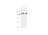 Anti-Rat ELN Antibody - ABMIUM