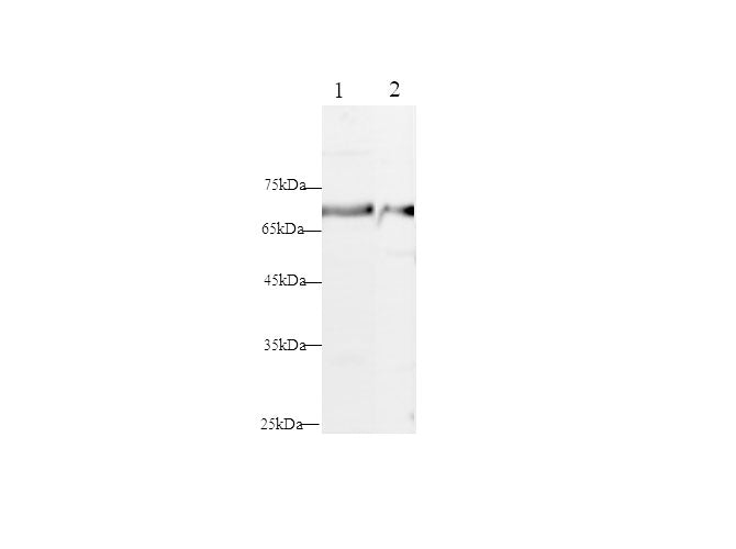 Anti-Rat ELN Antibody - ABMIUM