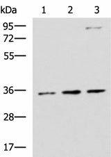 Western blot analysis of HepG2 A431 and Raji cell lysates using STX5 Polyclonal Antibody at dilution of 1:1000