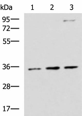 Western blot analysis of HepG2 A431 and Raji cell lysates using STX5 Polyclonal Antibody at dilution of 1:1000