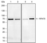 Anti-Human/Rat/African green monkey RPA70 Antibody [A662]