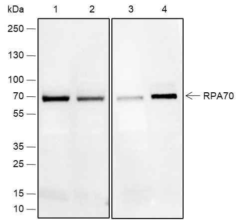 Anti-Human/Rat/African green monkey RPA70 Antibody [A662] - ABMIUM