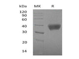 > 95 % as determined by reducing SDS-PAGE.