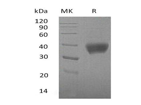 > 95 % as determined by reducing SDS-PAGE.