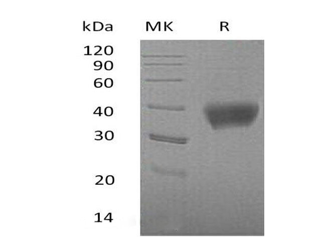 > 95 % as determined by reducing SDS-PAGE.