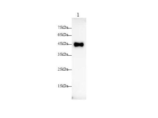 Anti-Mouse CD200 Antibody - ABMIUM