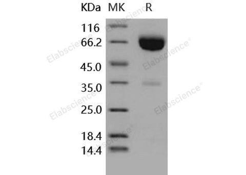 > 90 % as determined by reducing SDS-PAGE.