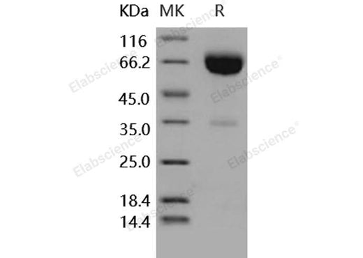 > 90 % as determined by reducing SDS-PAGE.