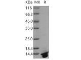 > 95 % as determined by reducing SDS-PAGE.