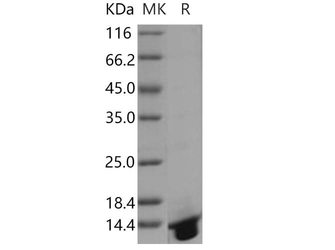 > 95 % as determined by reducing SDS-PAGE.