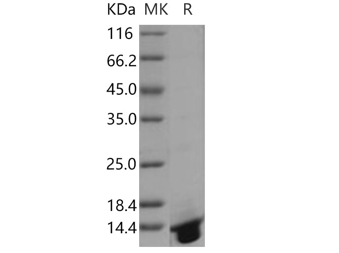 > 95 % as determined by reducing SDS-PAGE.