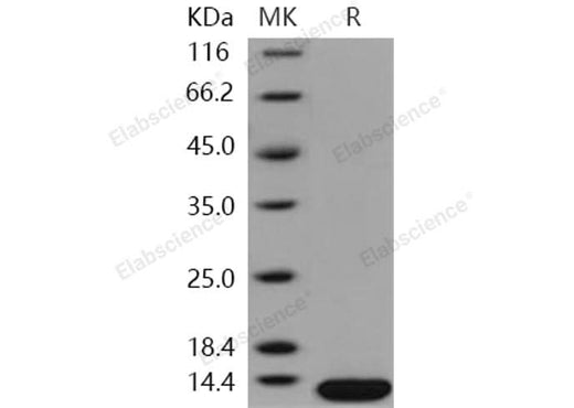 > 97 % as determined by reducing SDS-PAGE.
