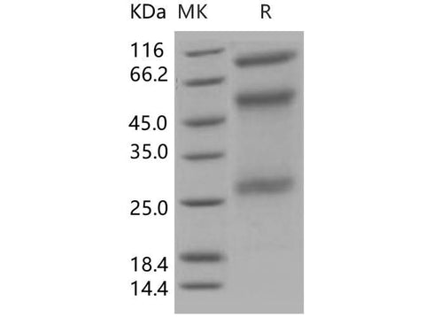 > 98 % as determined by reducing SDS-PAGE.
