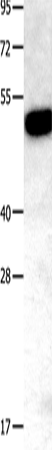 Anti-Human/Mouse/Rat TNFRSF11B Antibody - ABMIUM