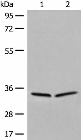 Western blot analysis of 231 and Raji cell lysates using DIMT1 Polyclonal Antibody at dilution of 1:450