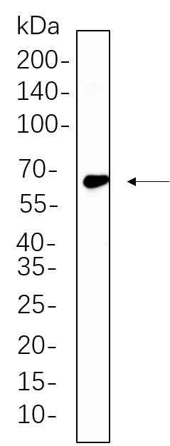 Anti-Human/Mouse/Rat TRAF6 Antibody [B550] - ABMIUM