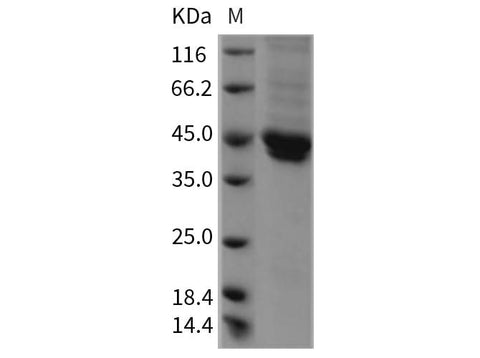 > 90 % as determined by reducing SDS-PAGE.