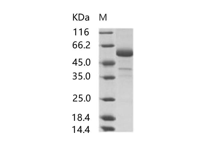 > 80 % as determined by reducing SDS-PAGE.