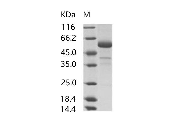 > 80 % as determined by reducing SDS-PAGE.