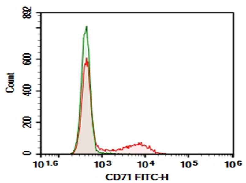Anti-Rat CD71 Antibody [OX-26] - ABMIUM