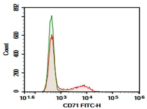 Anti-Rat CD71 Antibody [OX-26] - ABMIUM